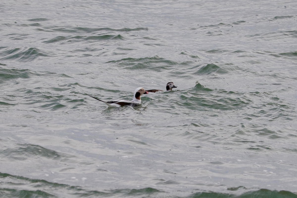 Long-tailed Duck - ML647066647