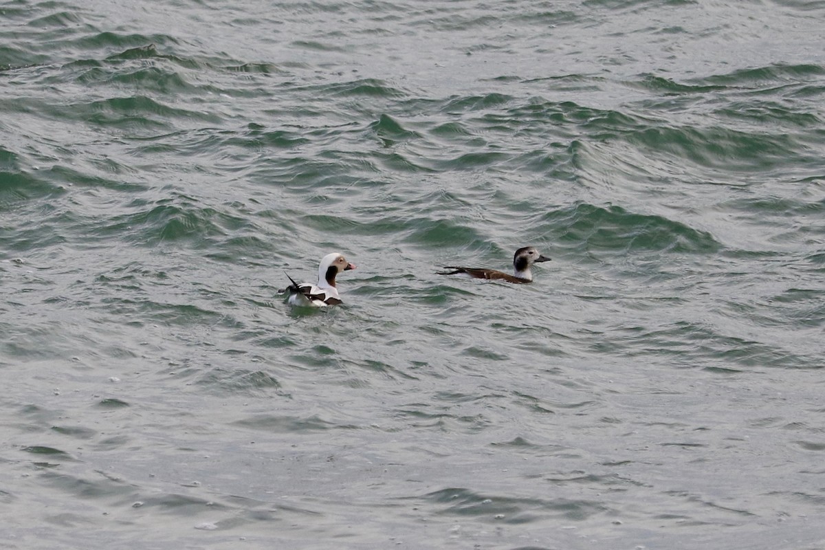 Long-tailed Duck - ML647066648