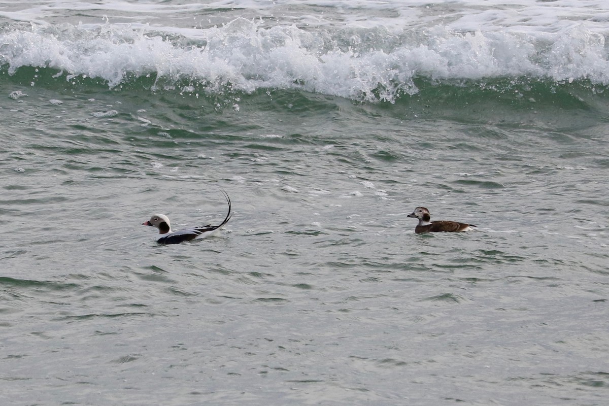 Long-tailed Duck - ML647066649