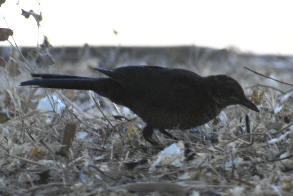 שחרור - ML647066654