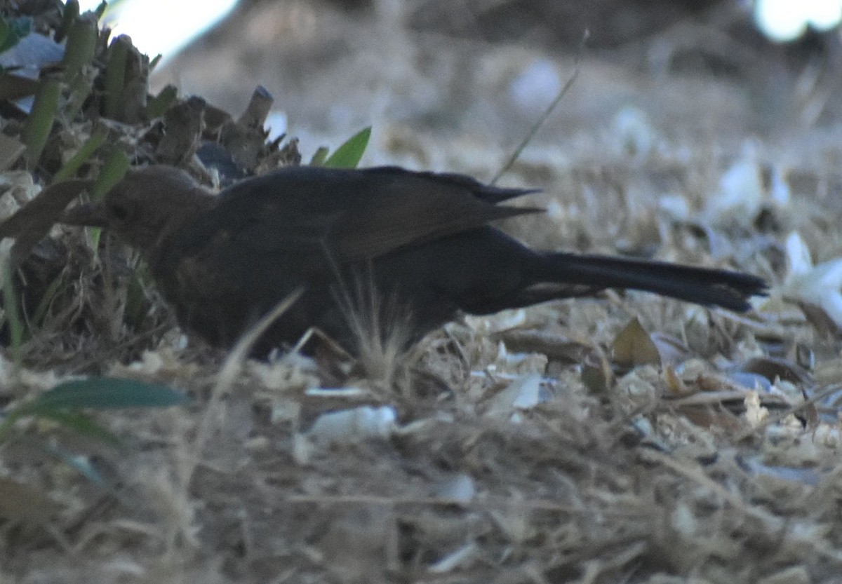 שחרור - ML647066655