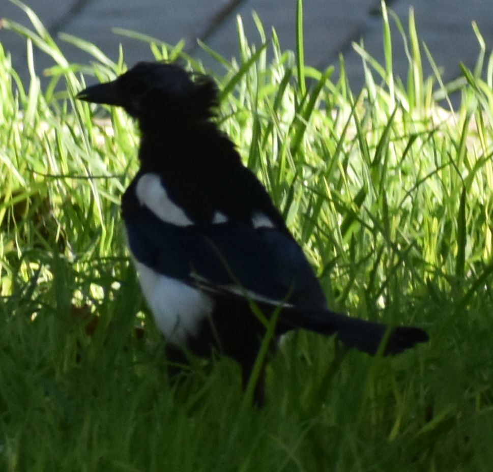 Eurasian Magpie - ML647066657