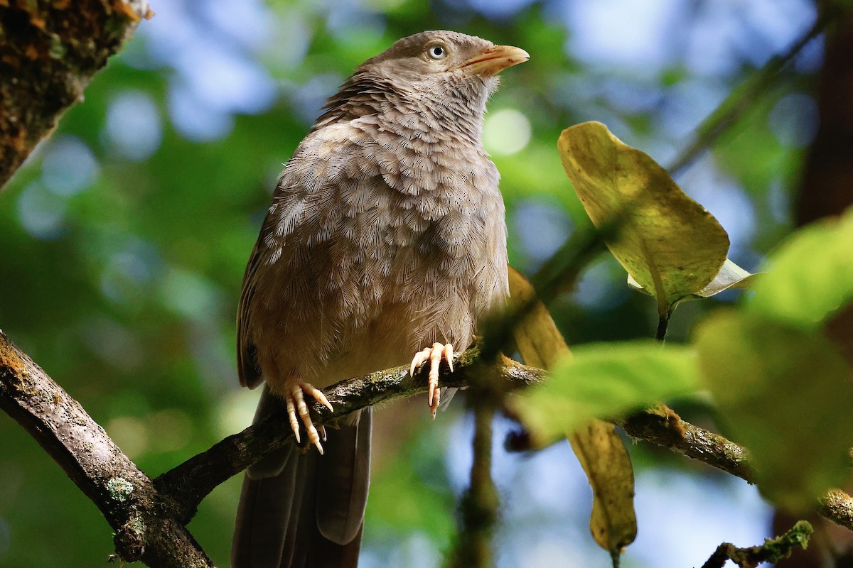 Yellow-billed Babbler - ML647066681