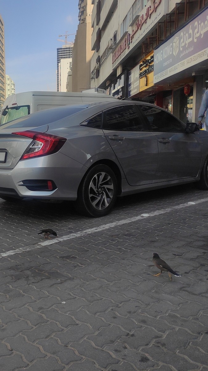 Common Myna - ML647066683