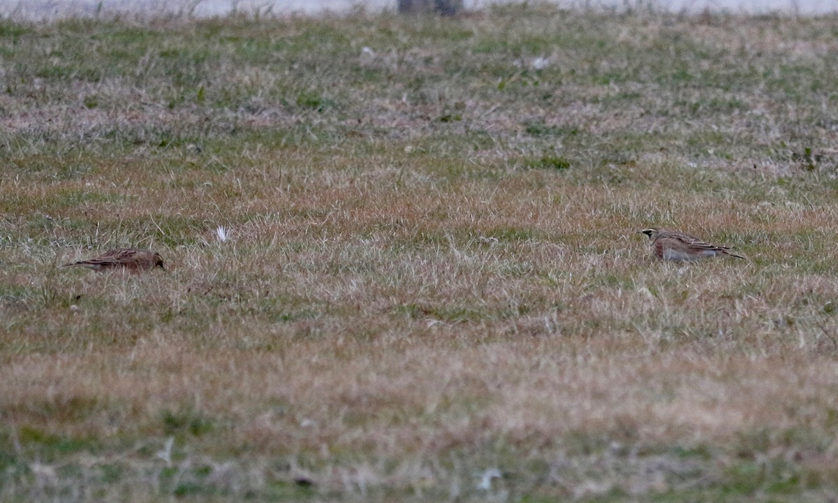 Horned Lark - ML647066684