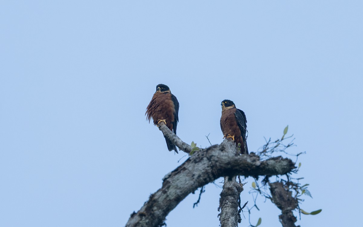 Oriental Hobby - ML647066687