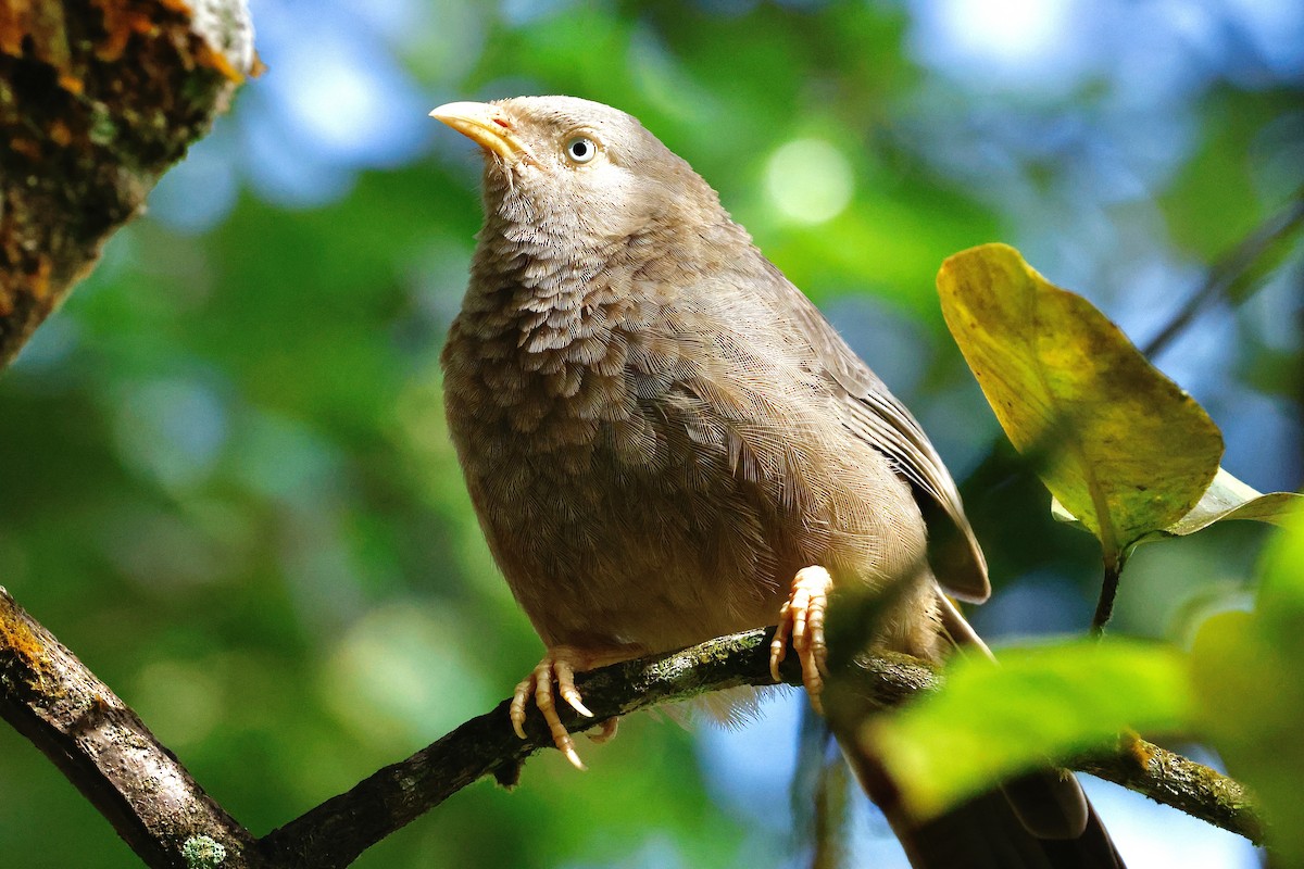 Yellow-billed Babbler - ML647066688