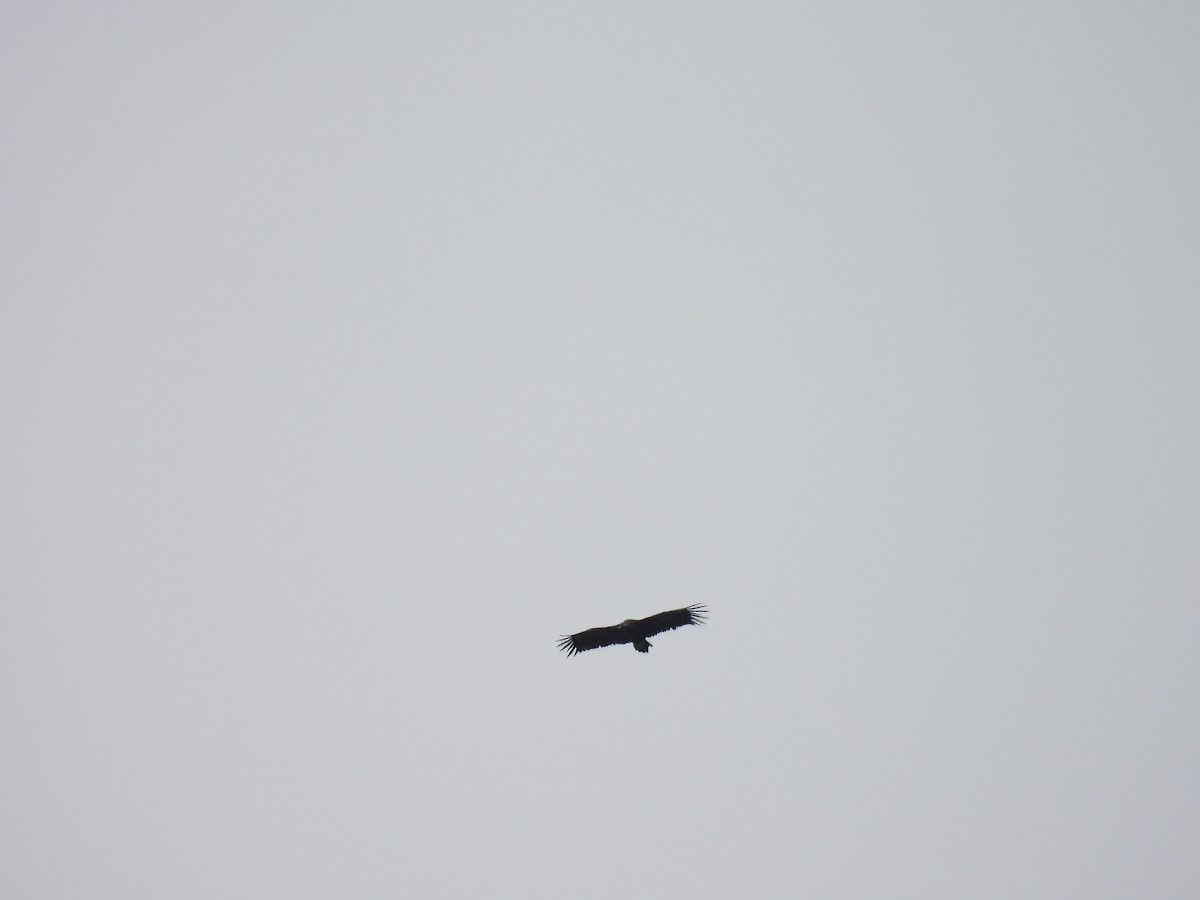 Buitre Negro - ML647066705