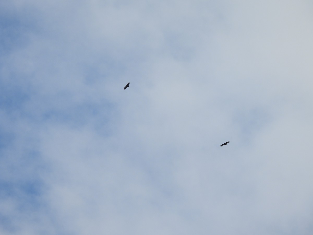 Buitre Negro - ML647066706