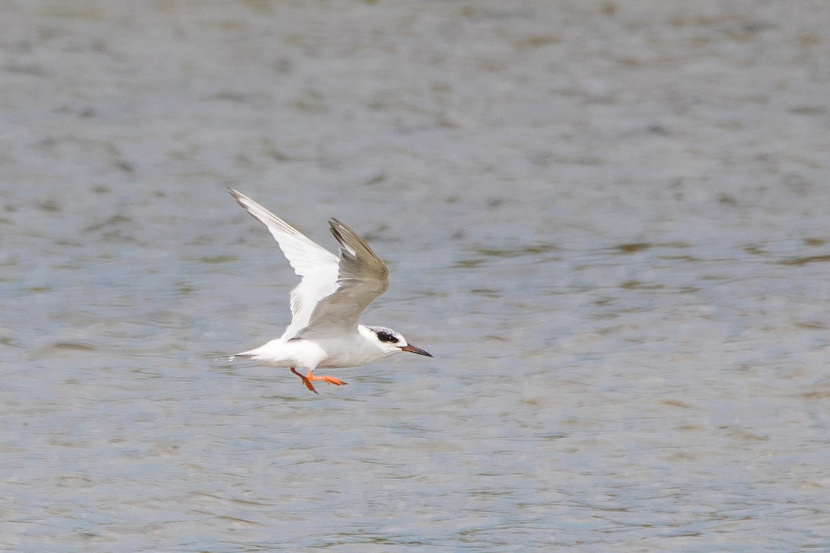 Forster's Tern - ML647066709