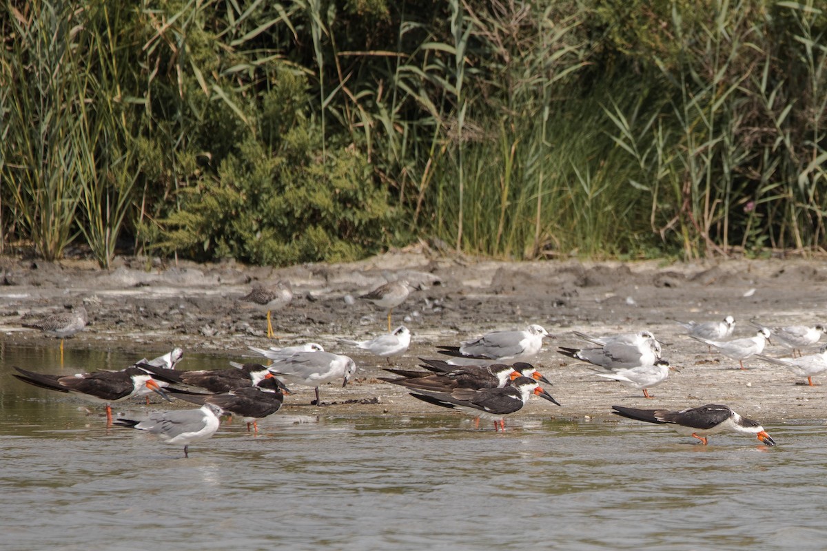 Black Skimmer - ML647066712