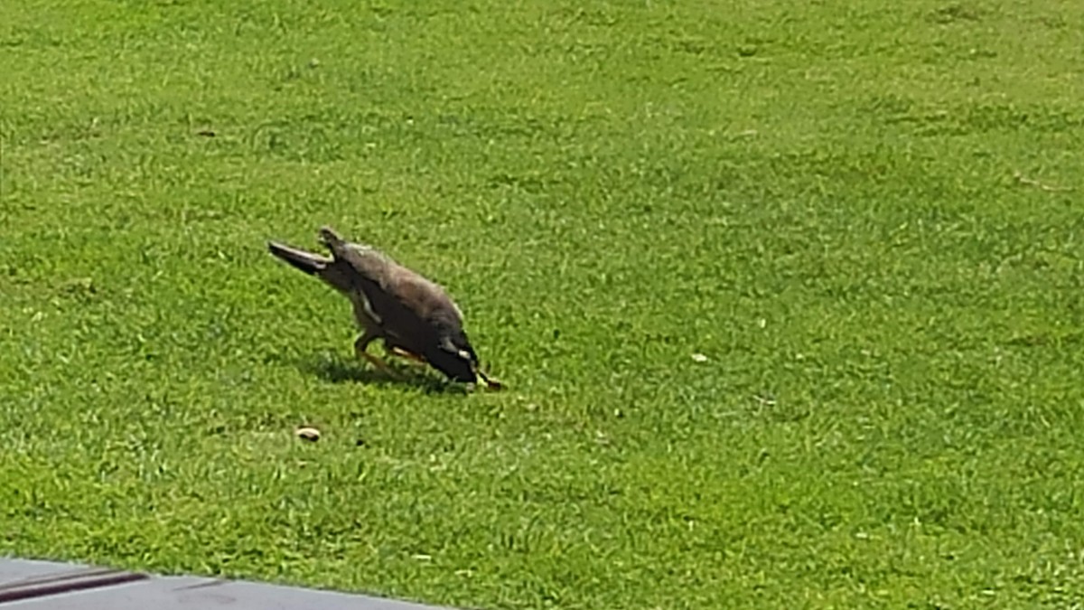 Common Myna - ML647066713