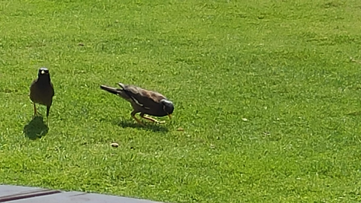 Common Myna - ML647066714