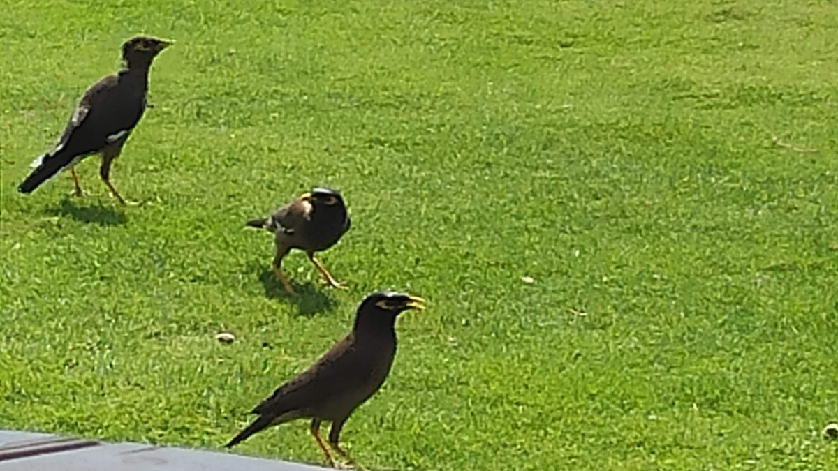 Common Myna - ML647066715