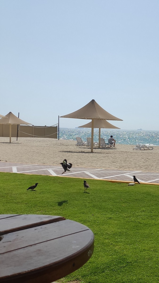 Common Myna - ML647066717