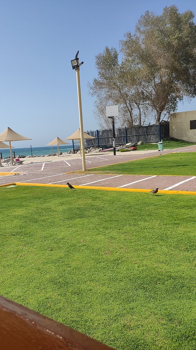 Common Myna - ML647066718