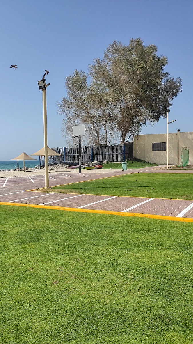 Common Myna - ML647066719