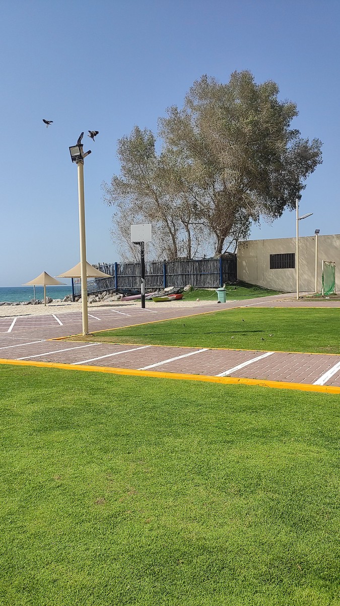 Common Myna - ML647066720