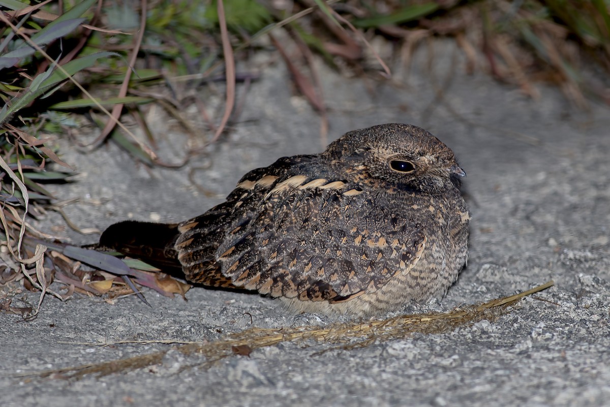 Savanna Nightjar - ML647066723