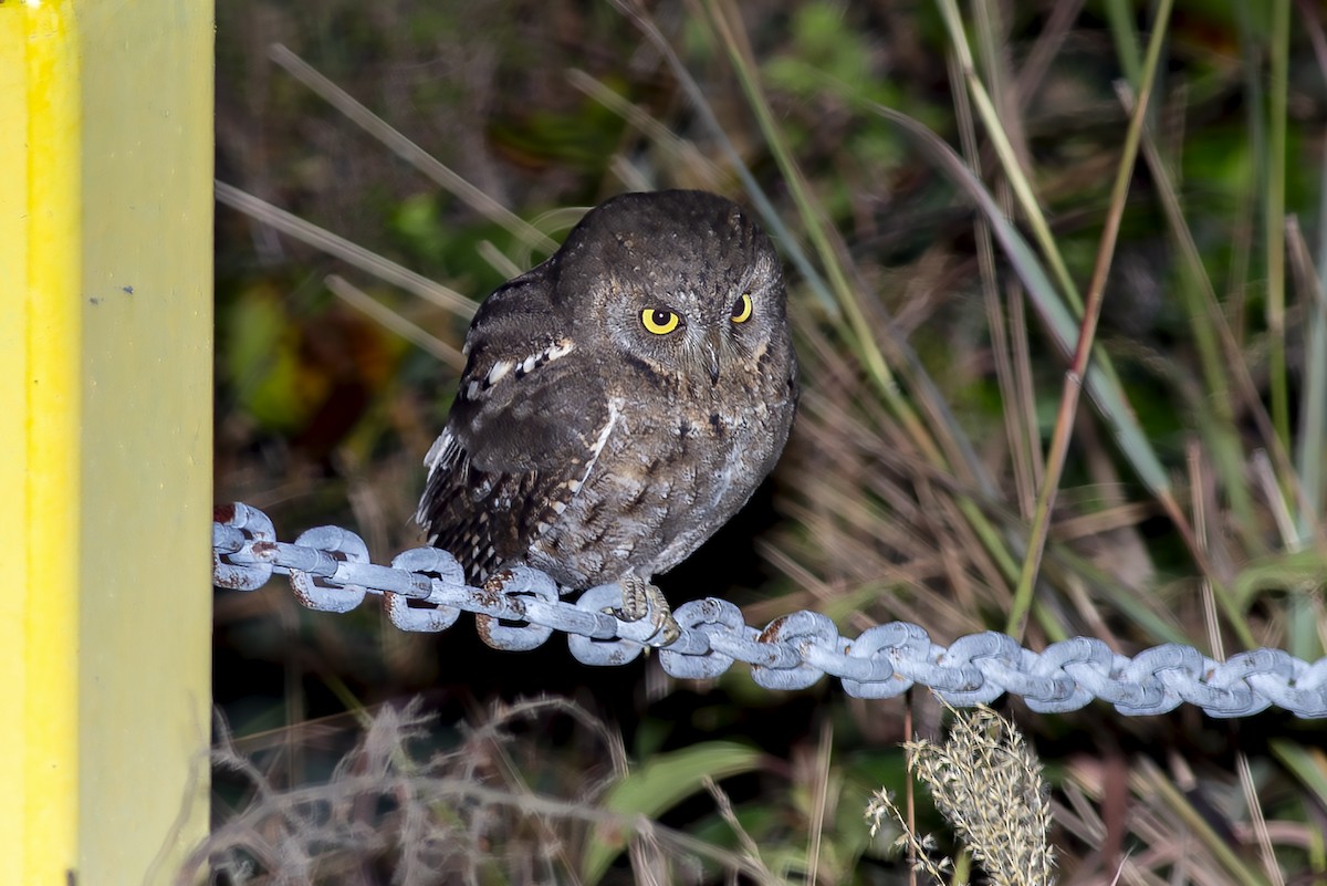 Petit-duc d'Orient - ML647066727