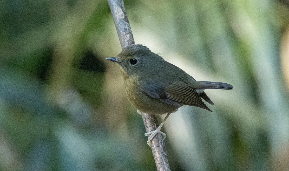 aurorafluesnapper - ML647066728