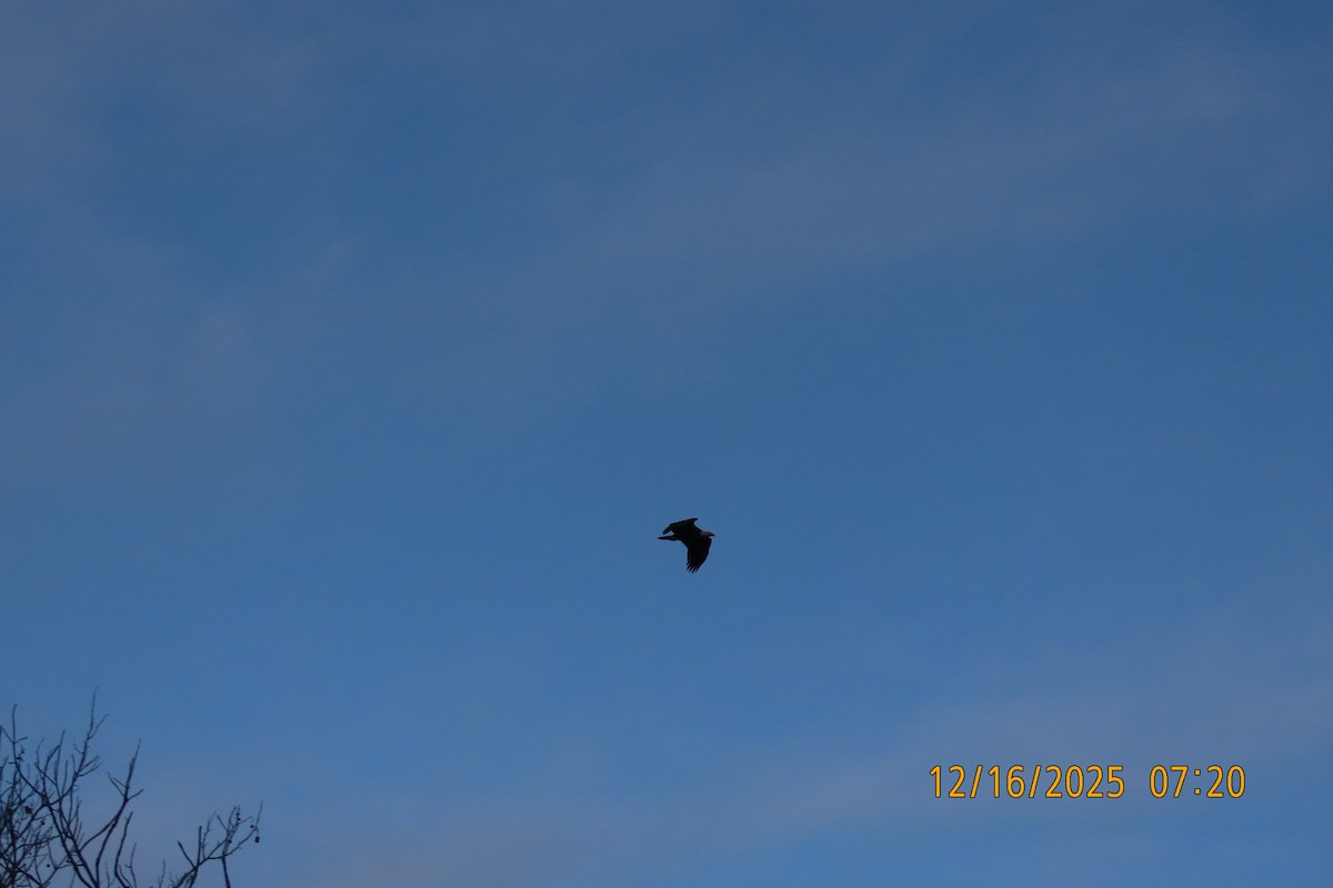 Белоголовый орлан - ML647066755