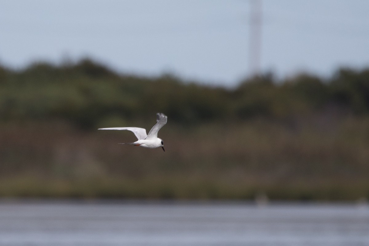 Forster's Tern - ML647066756