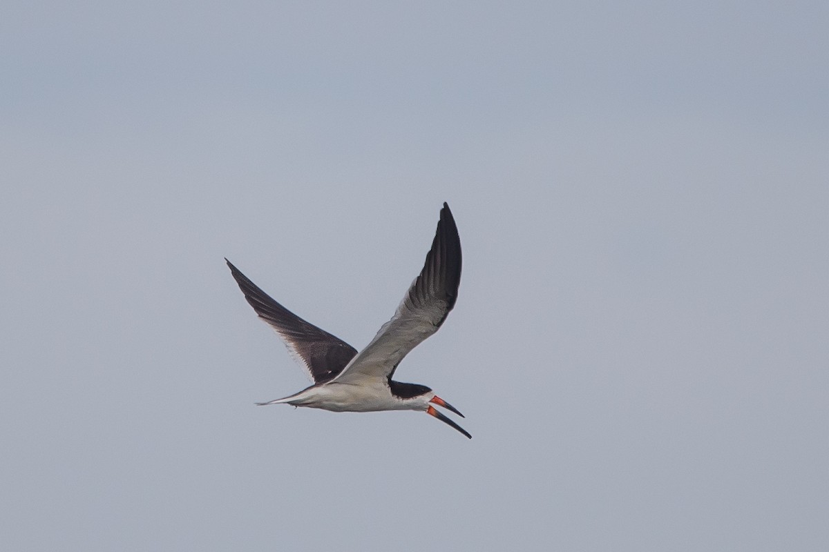 Black Skimmer - ML647066763