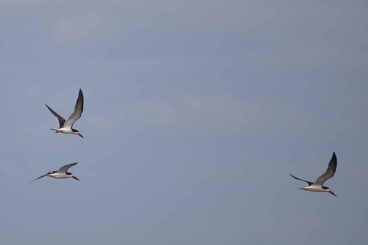 Black Skimmer - ML647066764