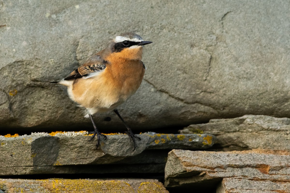 Northern Wheatear (Greenland) - ML647066766