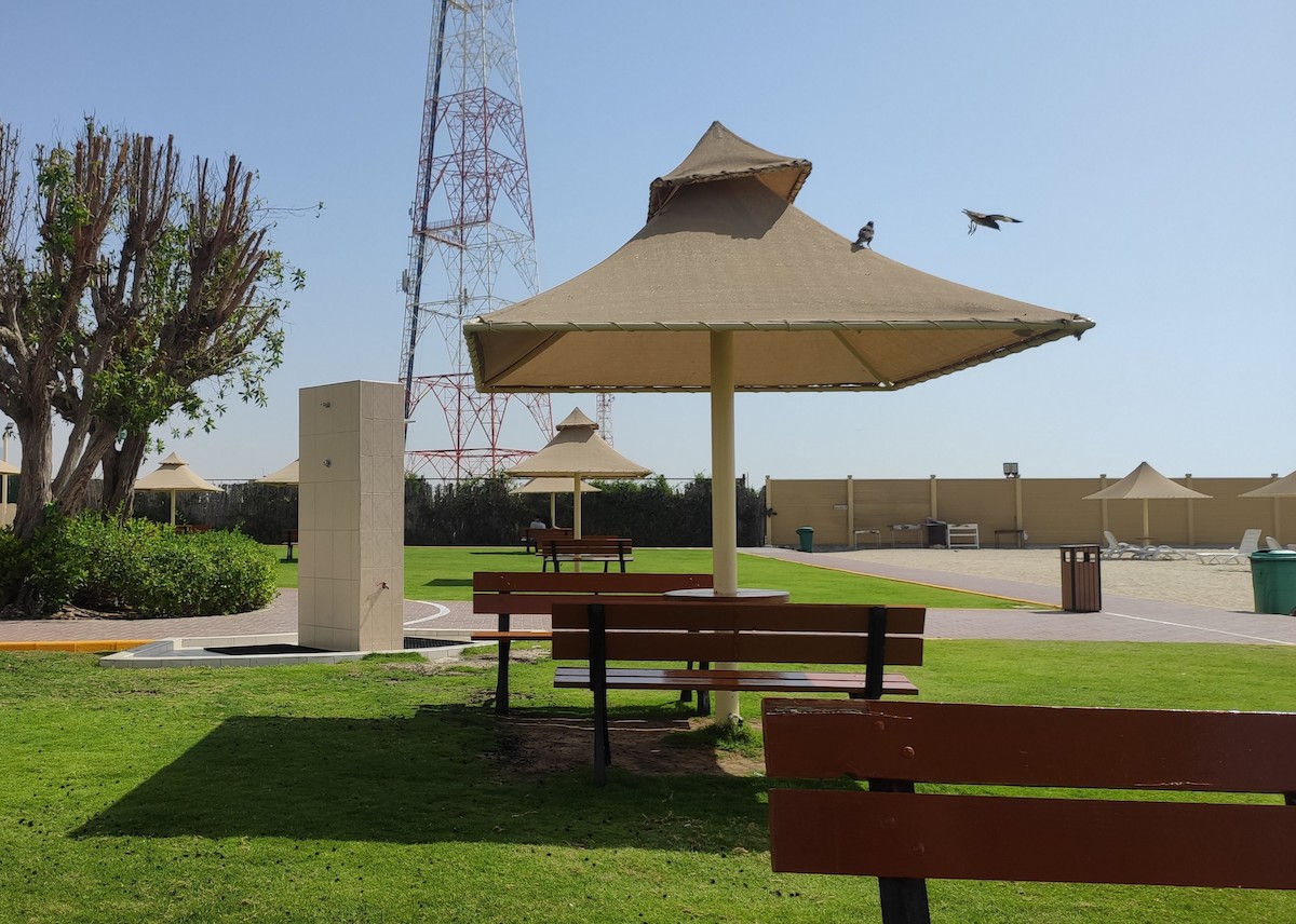 Common Myna - ML647066768