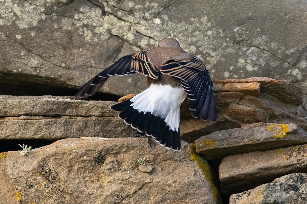 Northern Wheatear (Greenland) - ML647066771