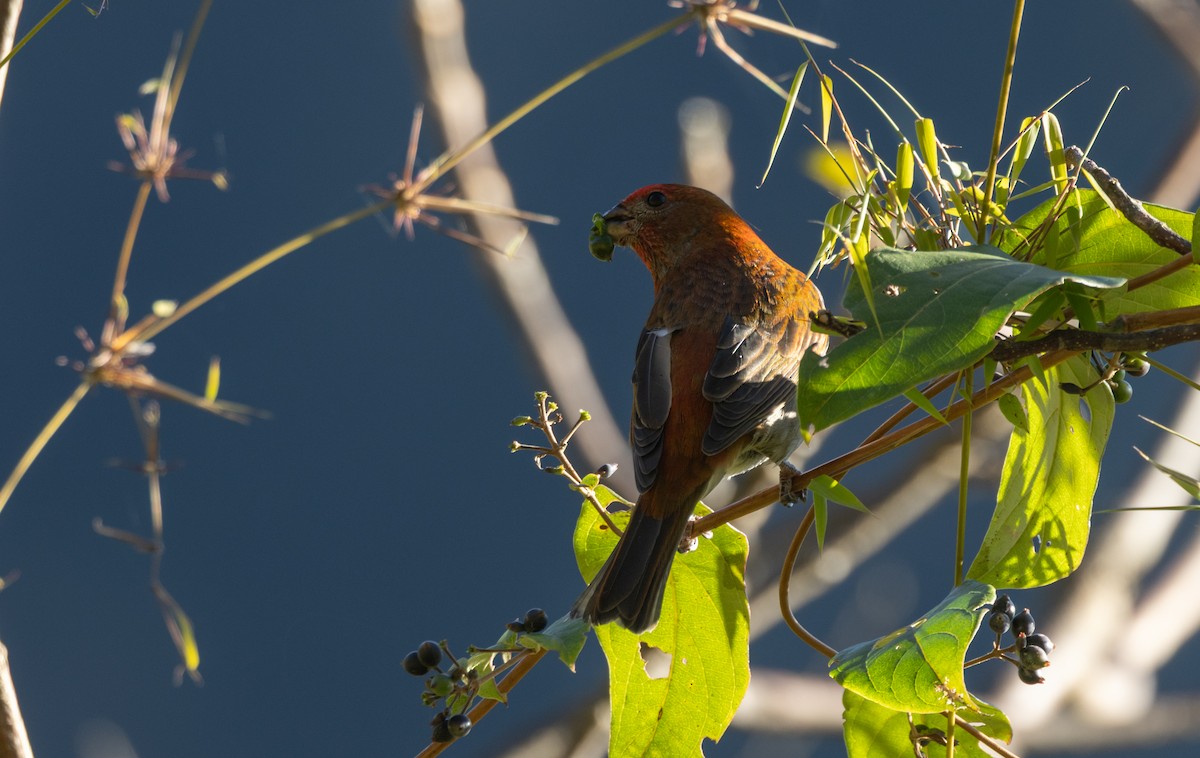 rododendronfink - ML647066774