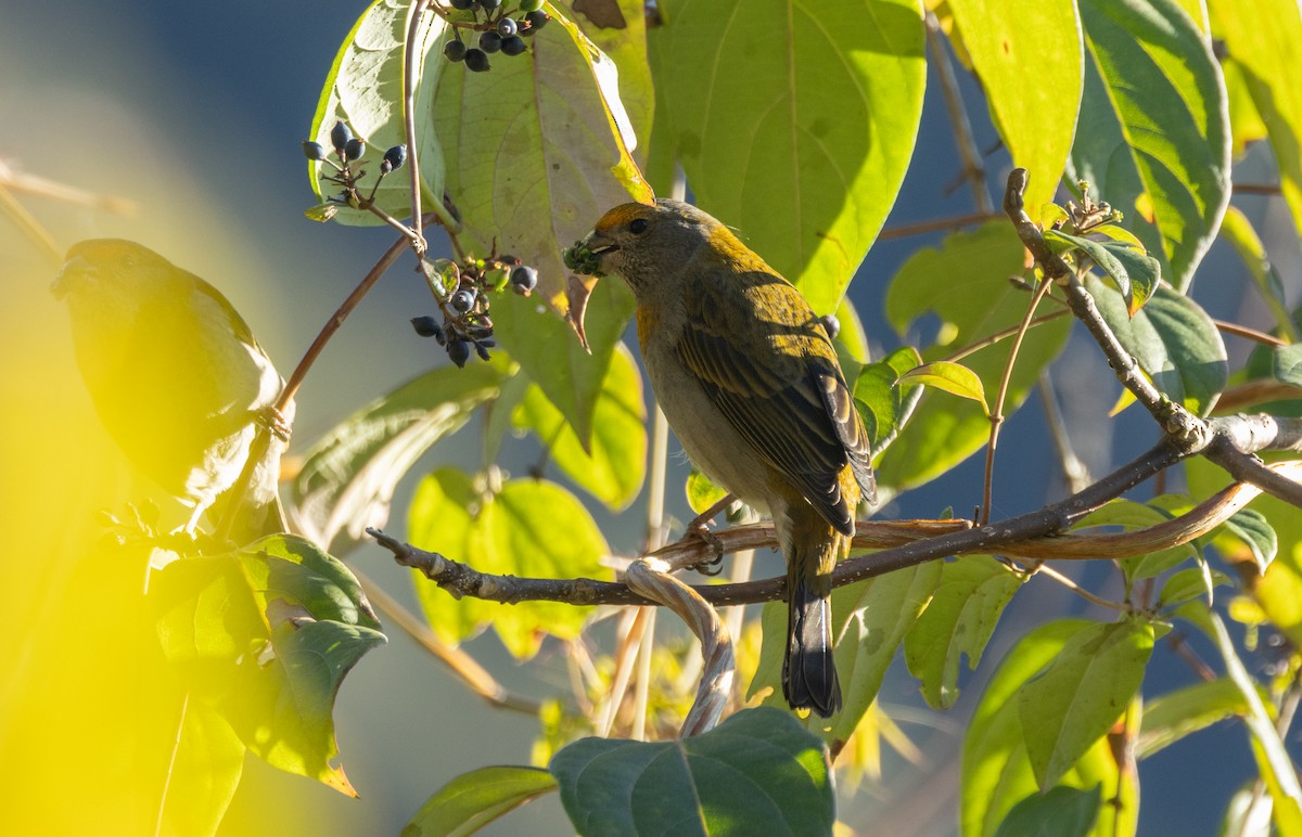 rododendronfink - ML647066775