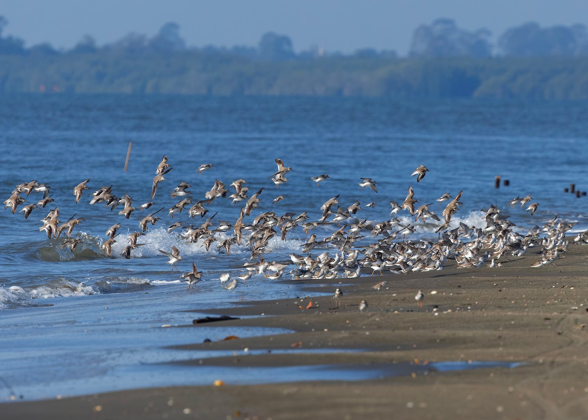 Terek Sandpiper - ML647066806