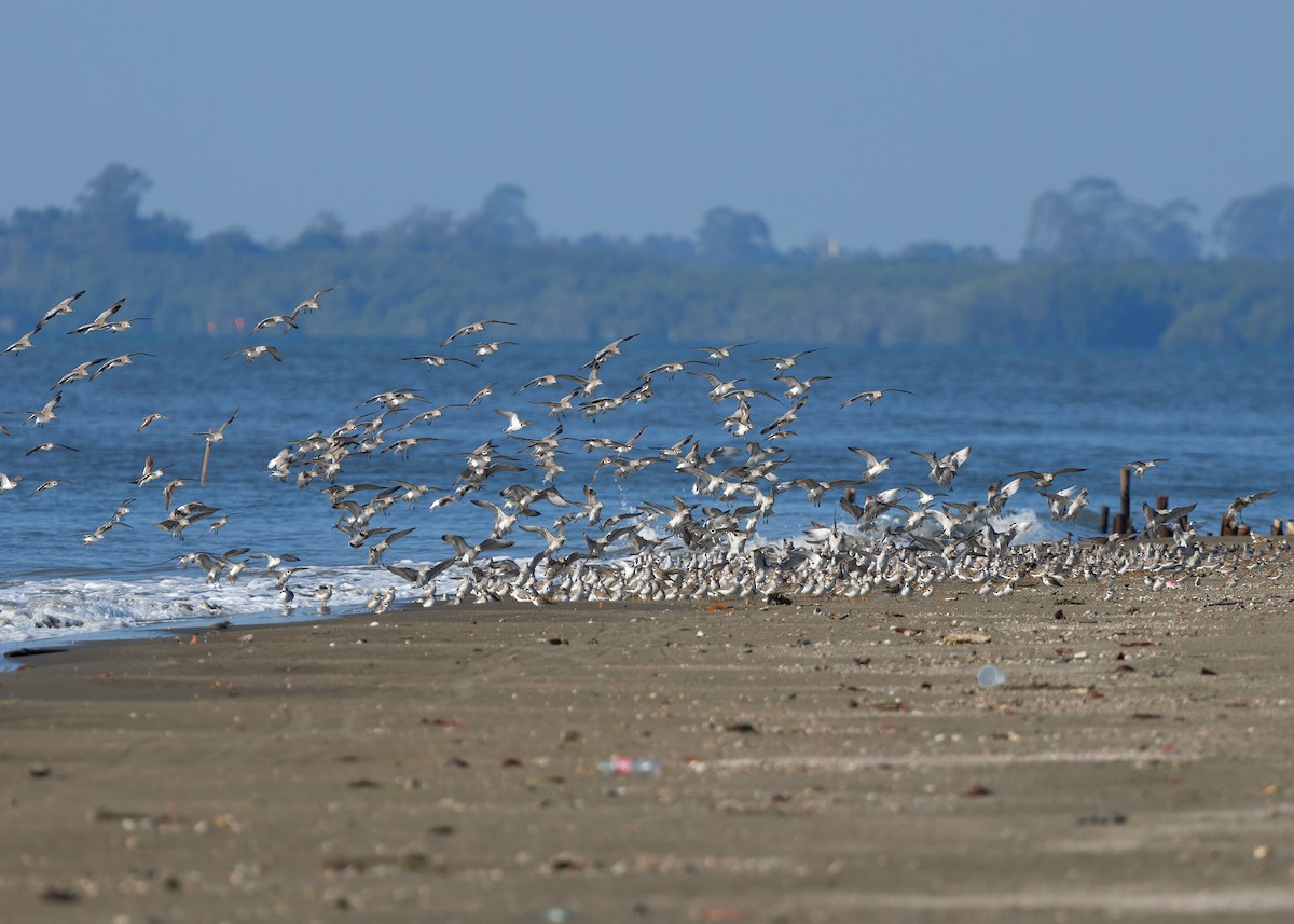 Terek Sandpiper - ML647066808