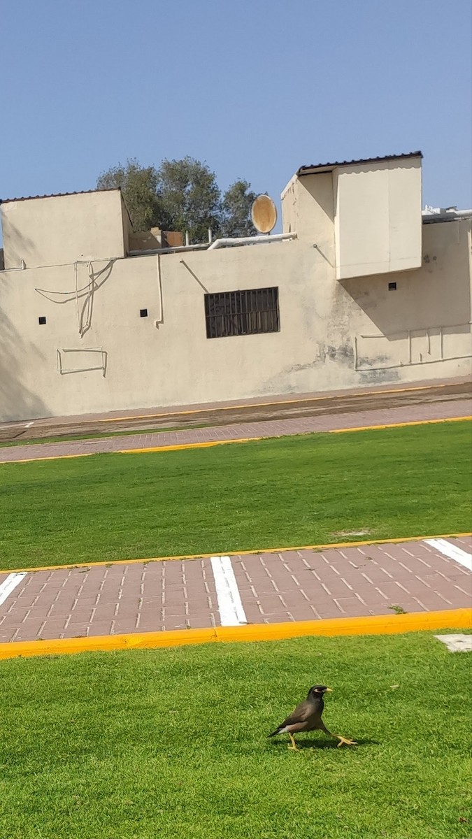 Common Myna - ML647066811