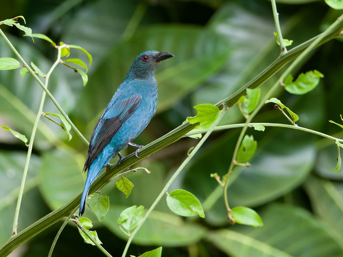 Palawan Fairy-bluebird - ML647066812