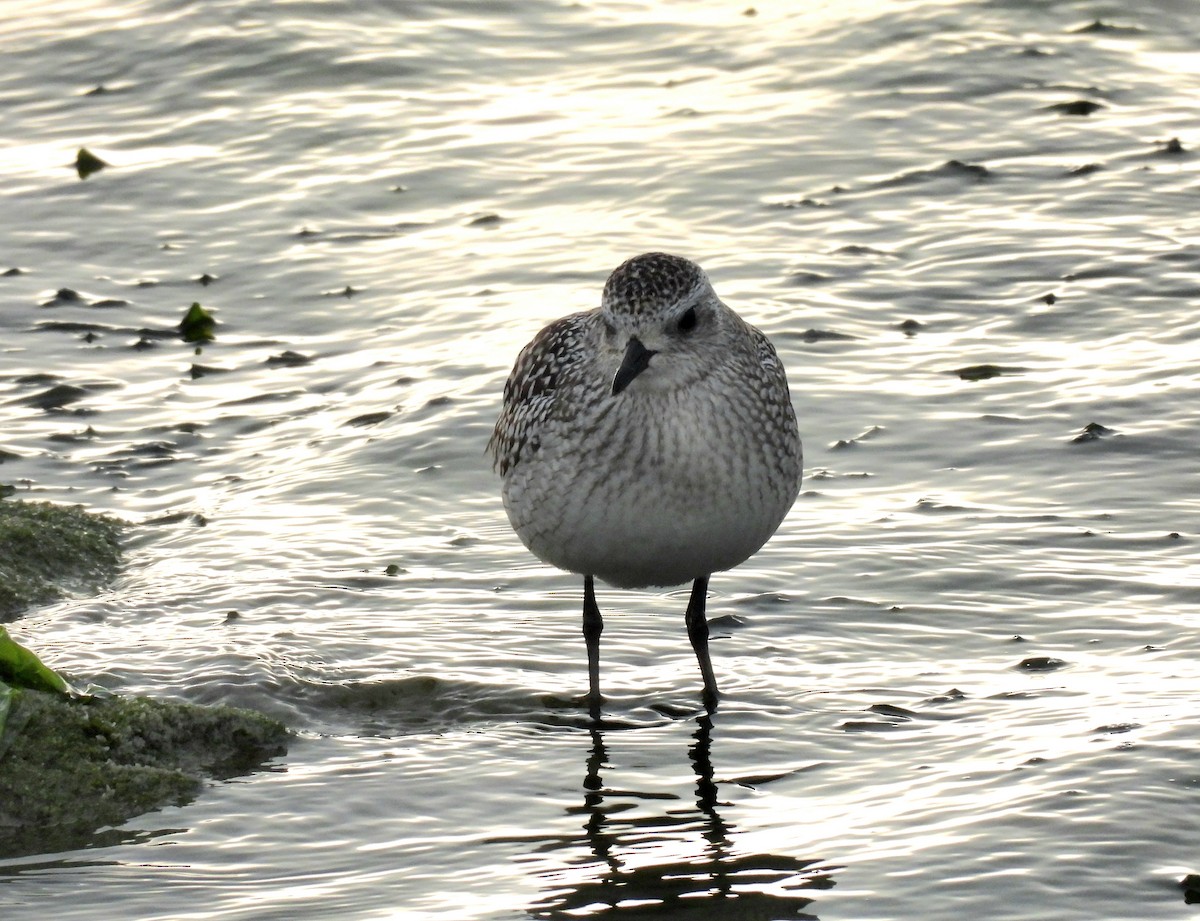 tundralo - ML647066858