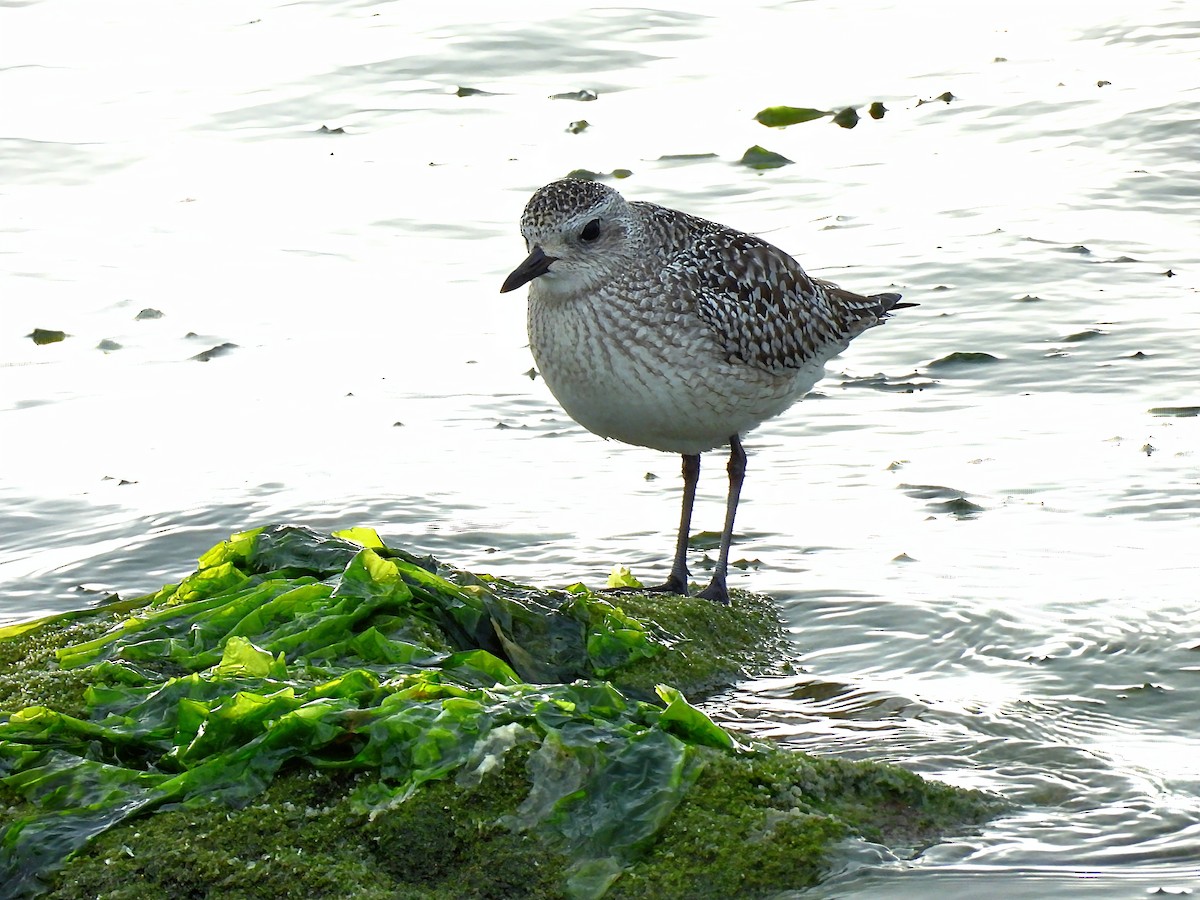 tundralo - ML647066859