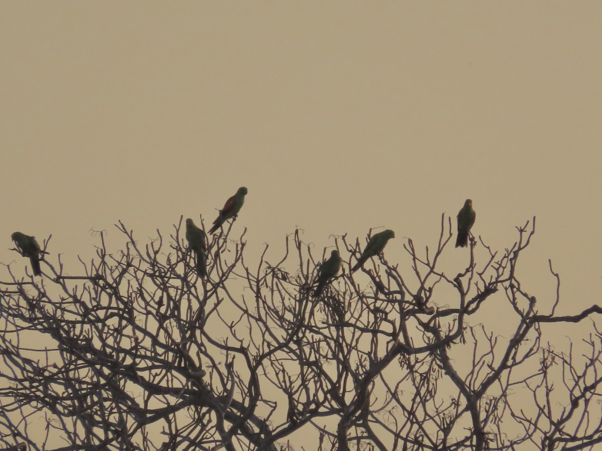 Kırmızı Kanatlı Papağan - ML647066866