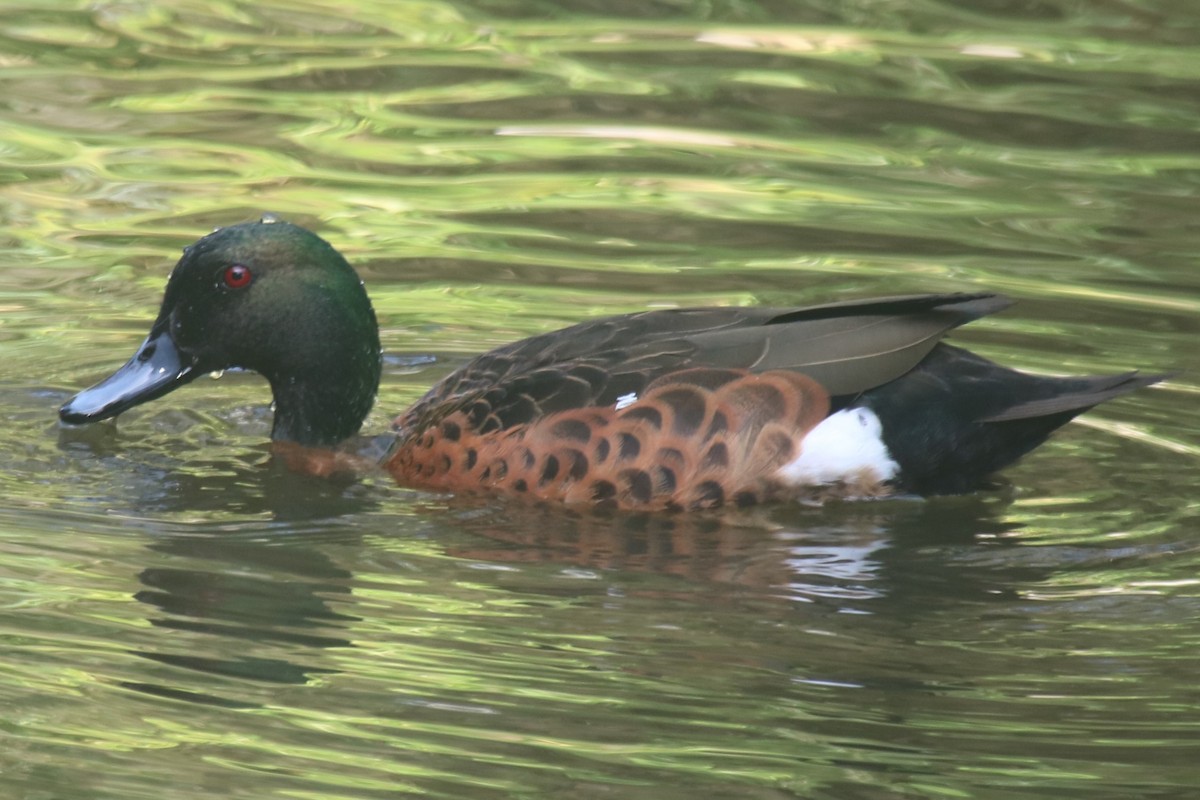 Chestnut Teal - ML647066870