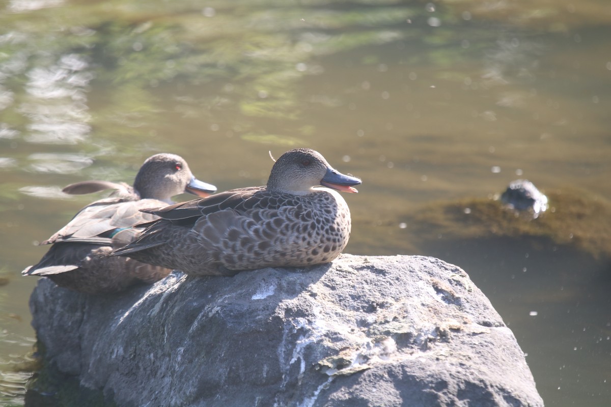 Gray Teal - ML647066873