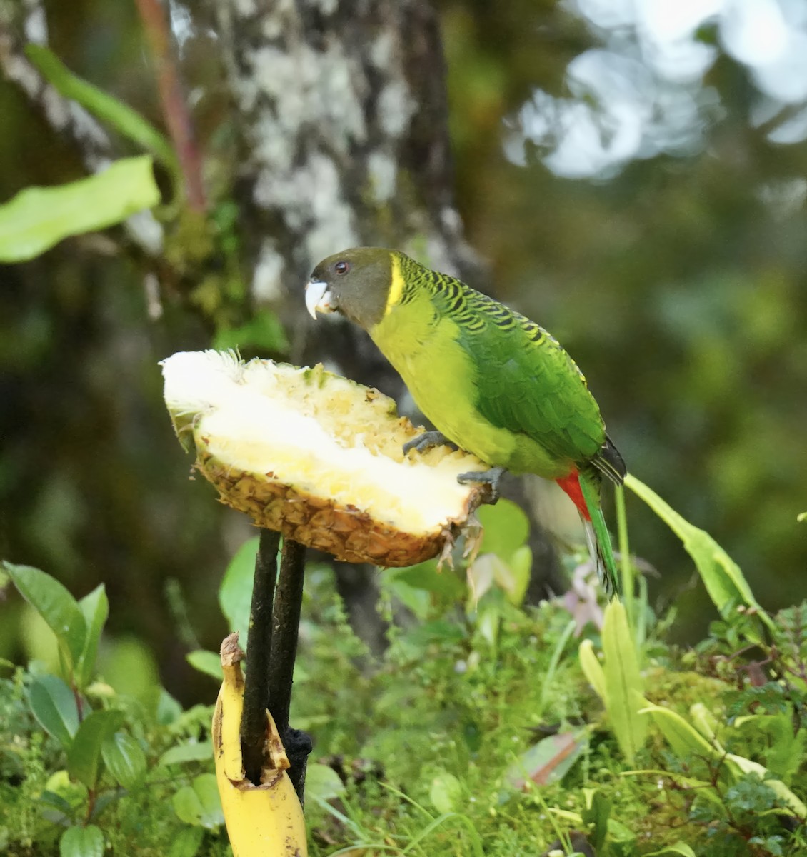 Brehm's Tiger-Parrot - ML647066878