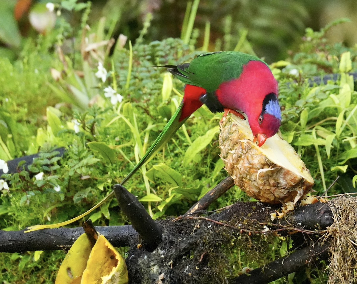 Stella's Lorikeet - ML647066893