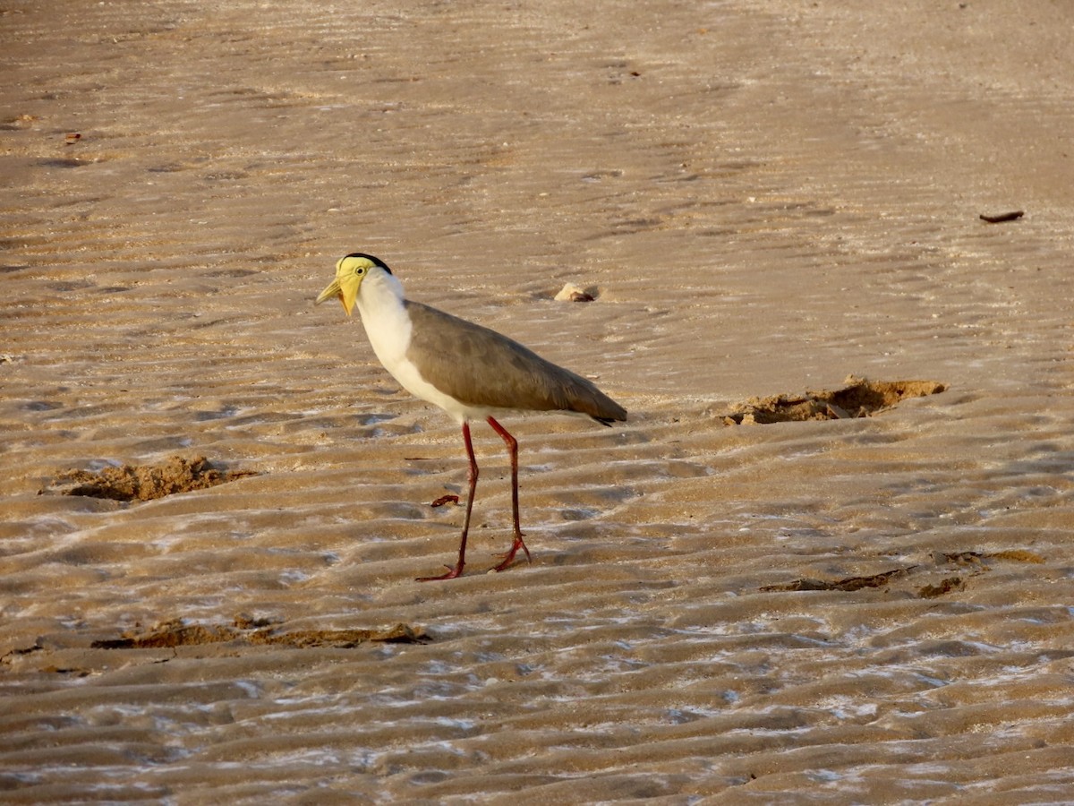 Hegabera maskaraduna - ML647066907