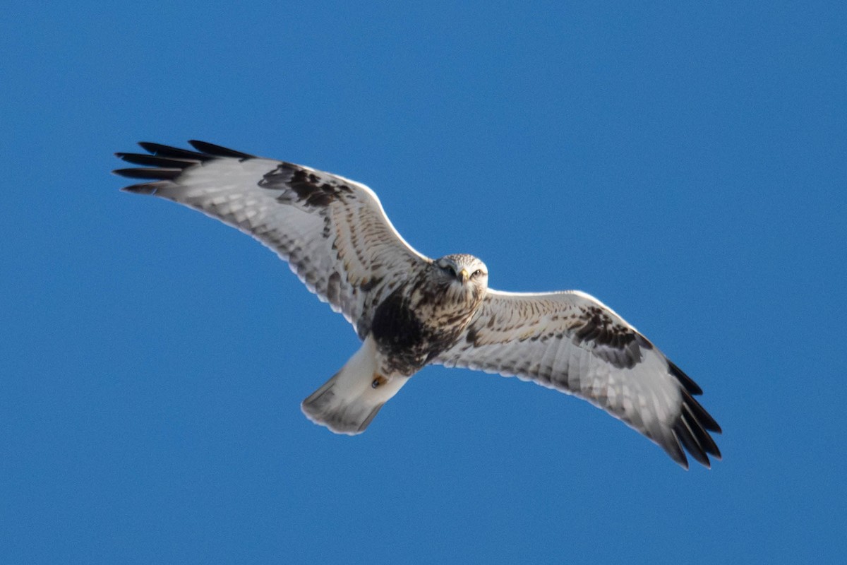 Зимняк - ML647066924