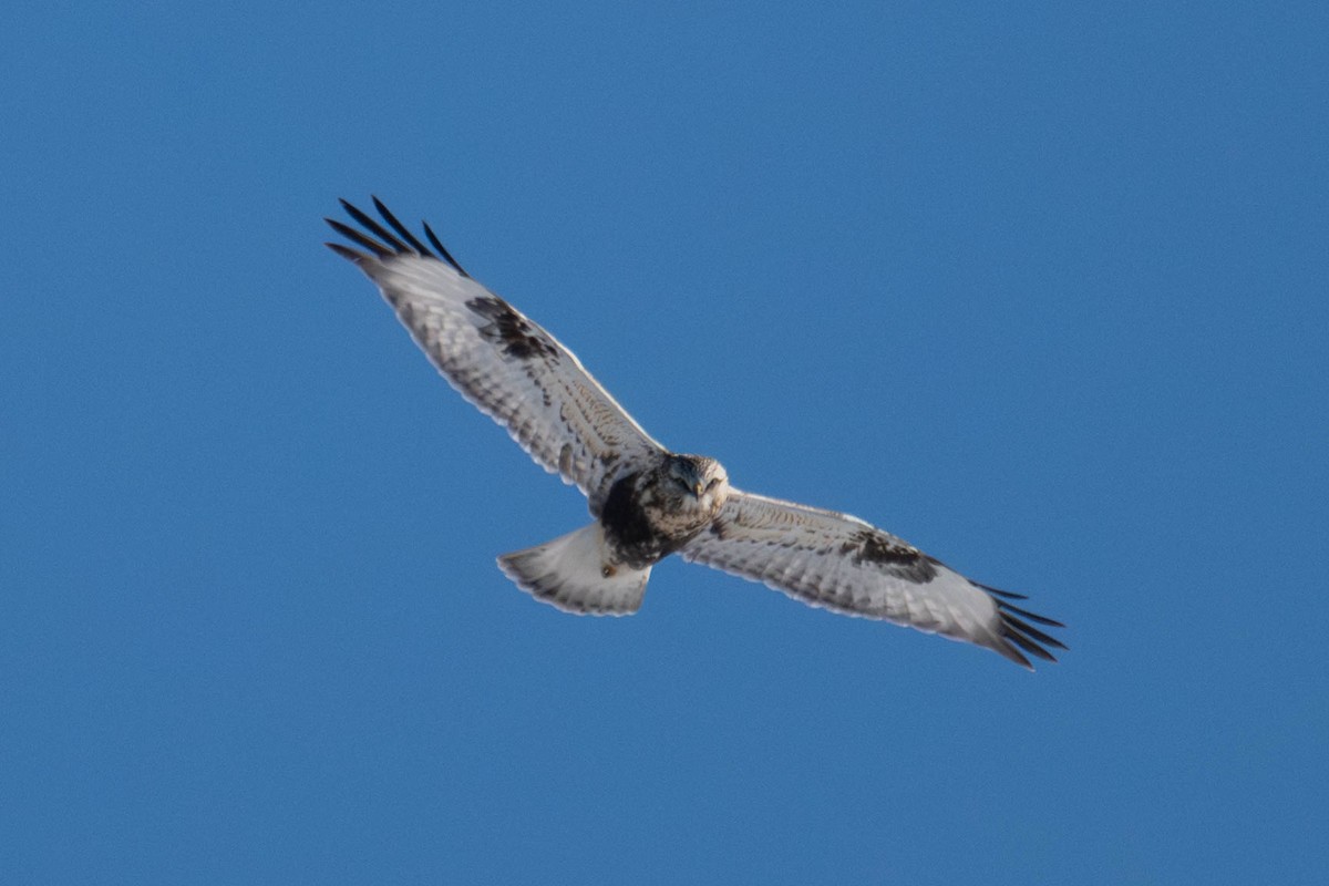 Зимняк - ML647066925