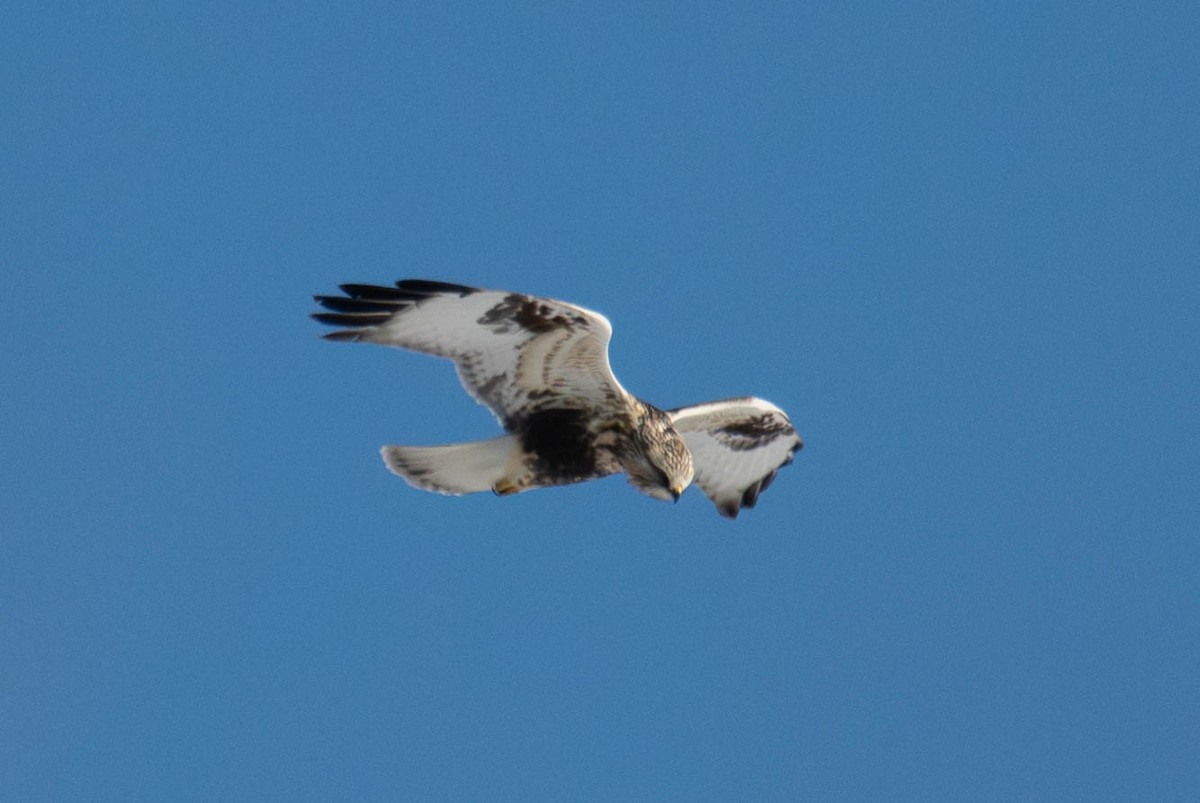 Зимняк - ML647066926