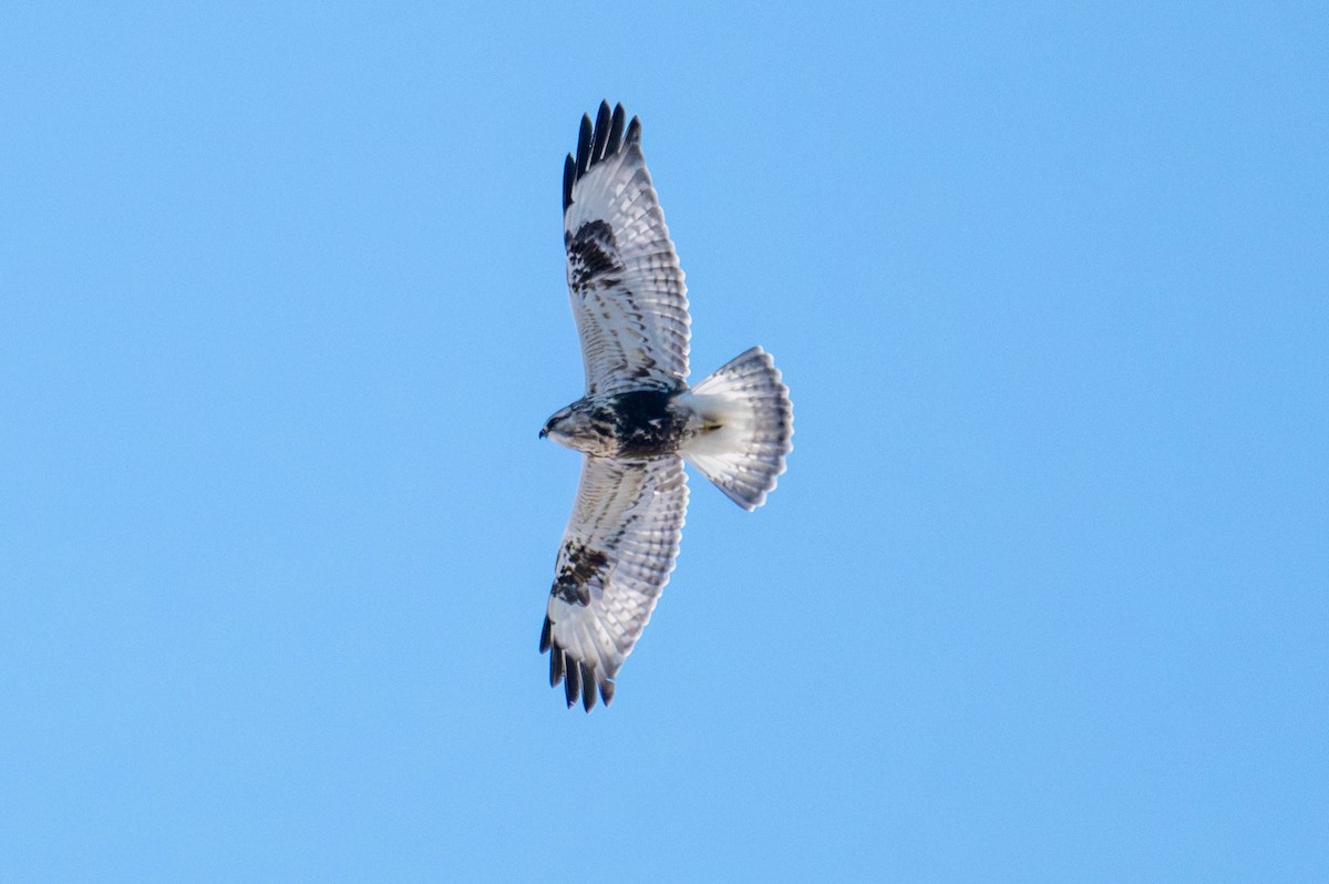 Зимняк - ML647066928